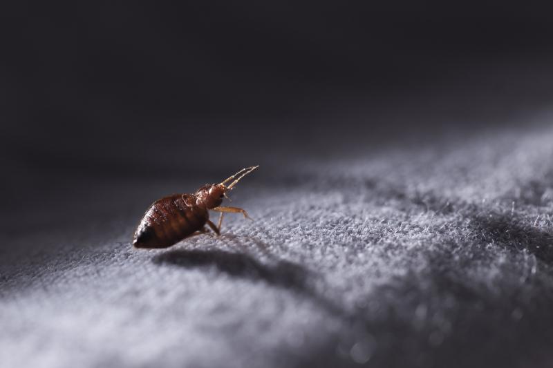 Professional vacuuming and cleaning the seams and crevices of an upholstered sofa